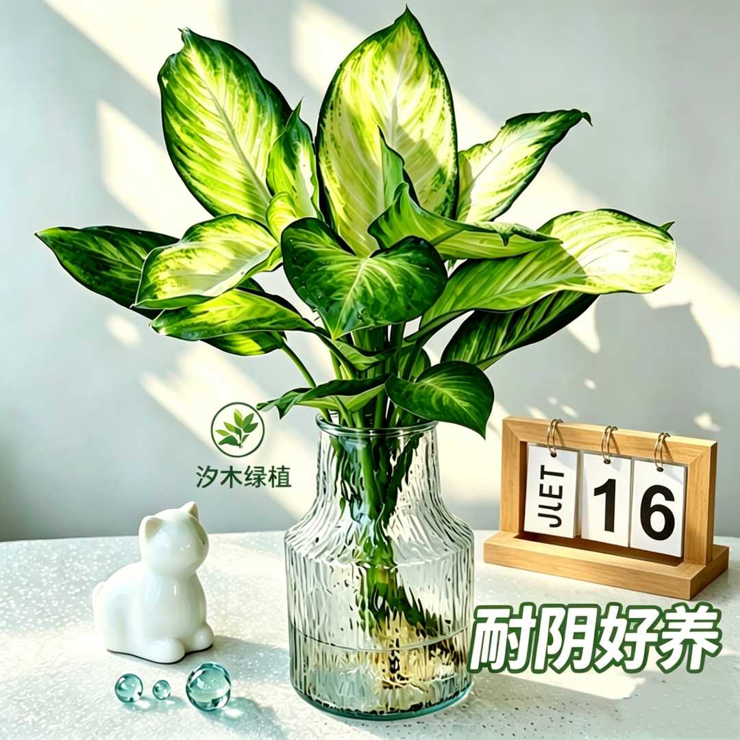 带瓶玛丽安粉黛万年青盆栽40-50CM水培花卉办公室绿植发财2颗图片