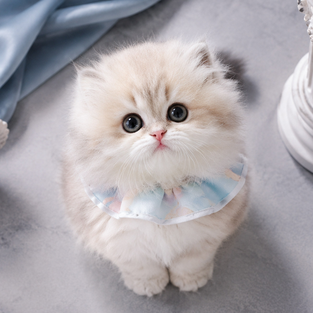 【REDOLL】纯种拿破仑矮脚猫咪