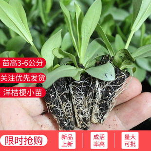 洋桔梗穴苗小苗四季开花绿植花卉阳台庭院易活盆栽重瓣多年生花苗