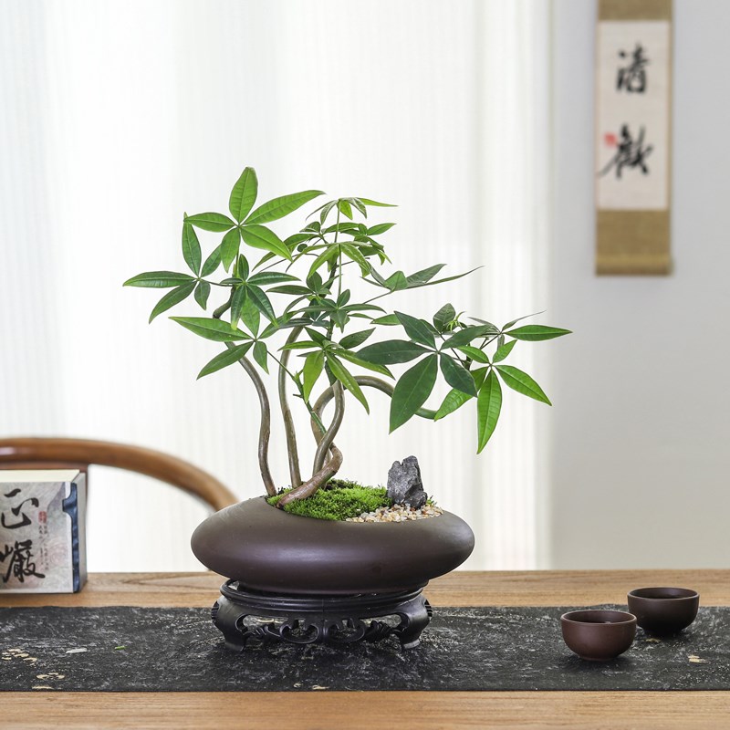 五福发财树盆栽室内喜庆植物办公桌茶几禅意绿植盆景乔迁开 ??