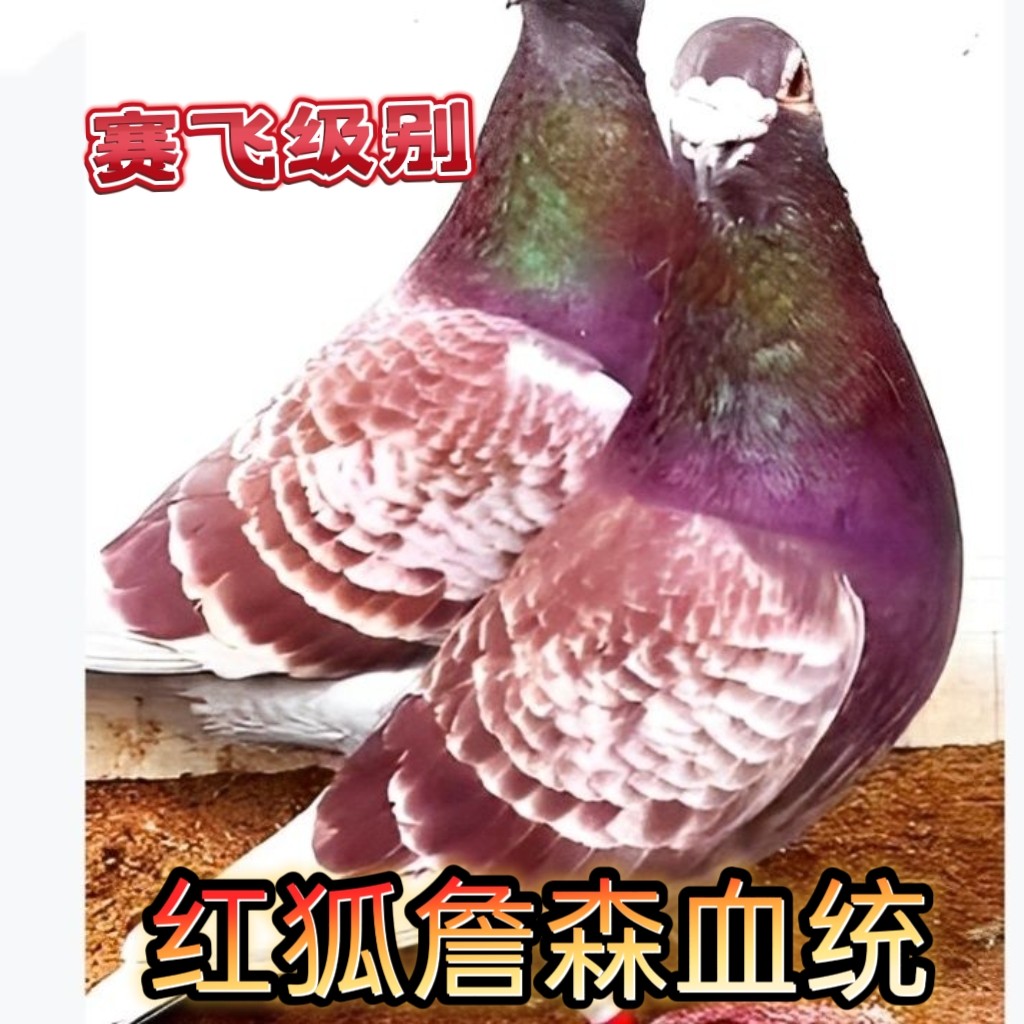 纯詹森红狐血统赛鸽信鸽一对带环鸟
