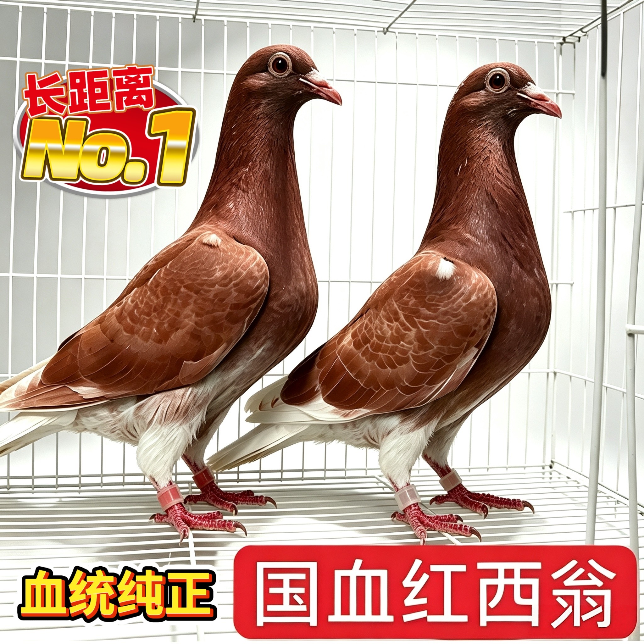 精品国血红西翁信鸽赛鸽纯种鸽子鸟