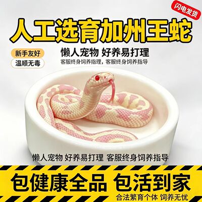 活体加州王蛇宠物蛇黑白王高白王直线王玩具蛇温顺无毒可上手爬宠
