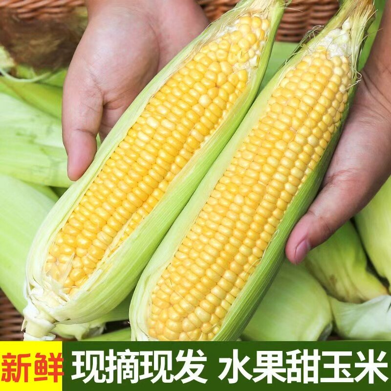 广西新鲜水果玉米甜糯爆浆玉米现摘苞谷嫩玉米棒子生吃蔬菜脆多汁