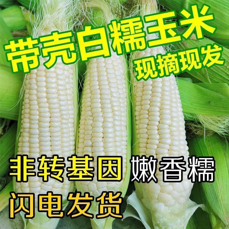 广西新鲜白糯牛奶玉米当季现摘嫩苞谷代餐甜糯玉米棒子整包邮