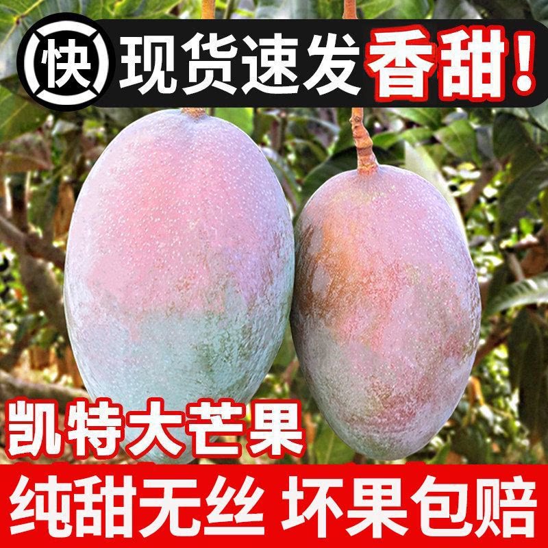 攀枝花凯特芒果新鲜当季芒果孕妇水果澳芒青整箱特大青果芒果包邮
