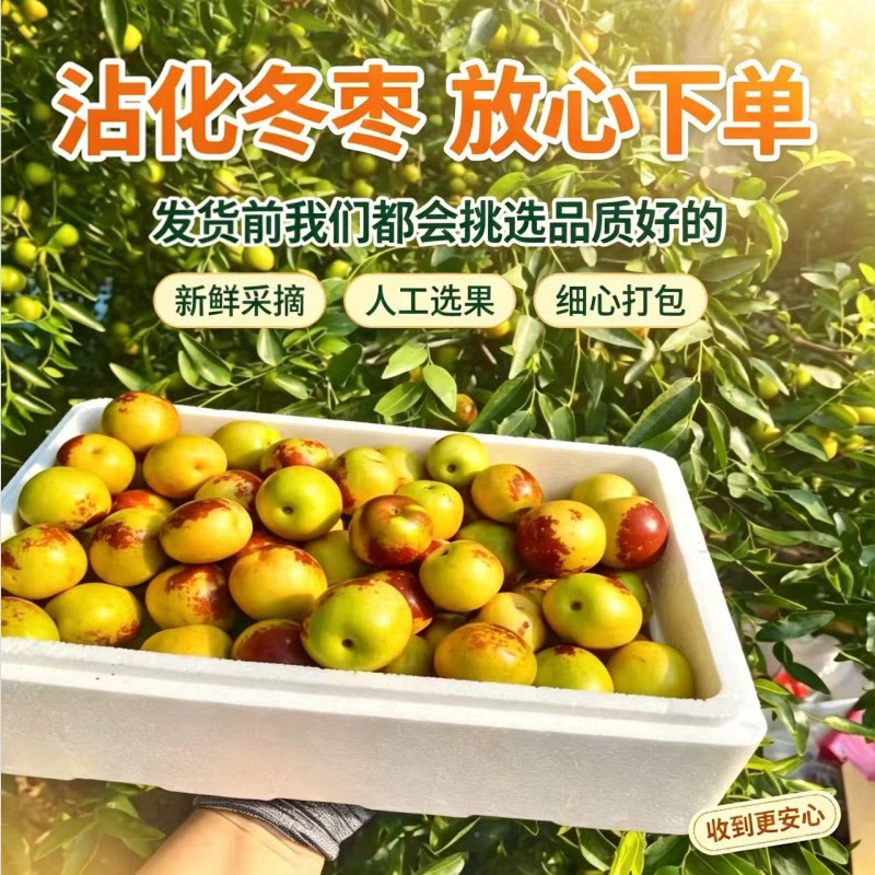 沾化冬枣新鲜大枣冰糖脆甜特大5斤孕妇水果当季枣子整箱节日送礼