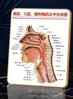 鼻咽腔解剖科普店用展示摆件