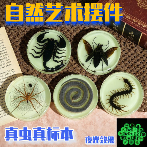 夜光滴胶昆虫标本树脂工艺品