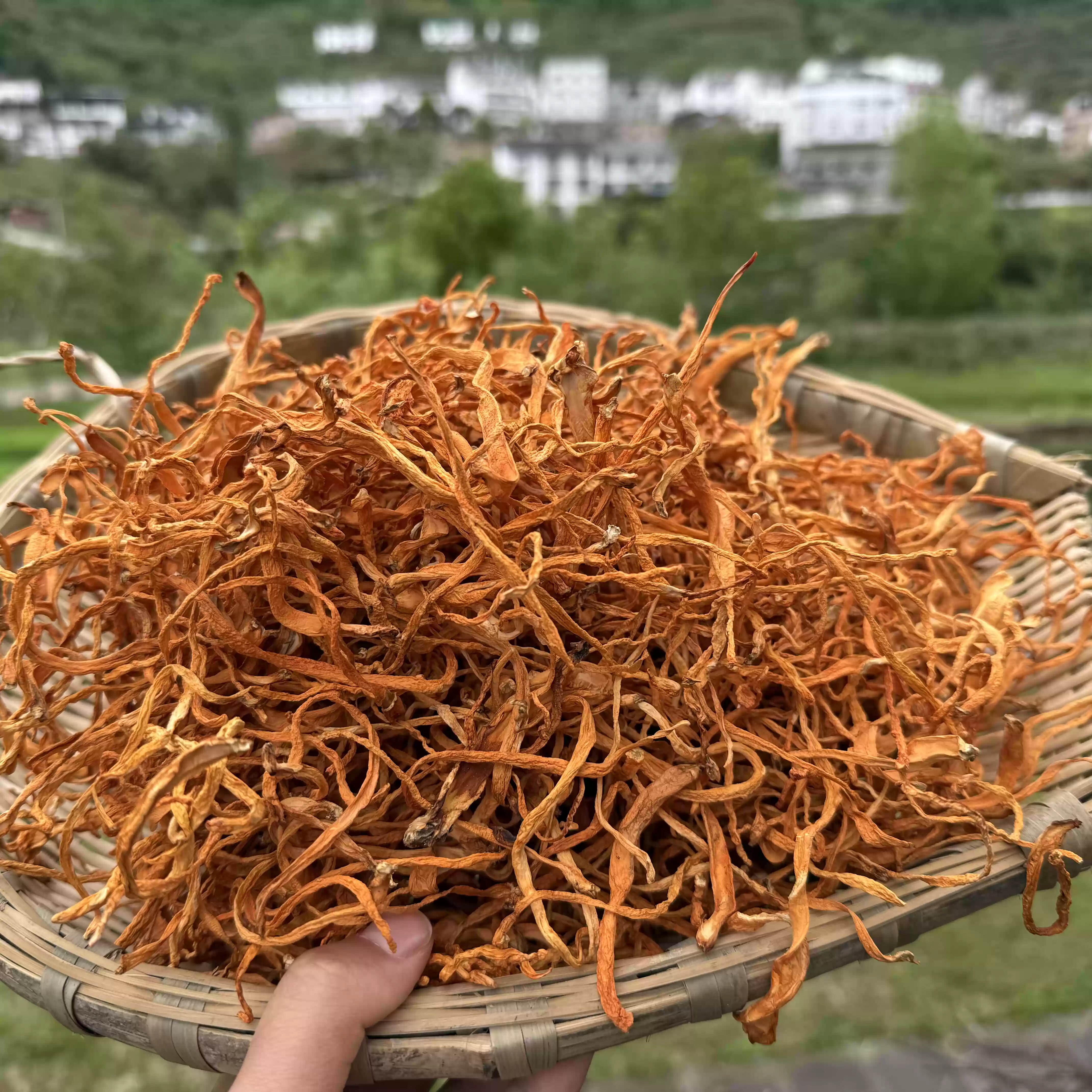 【燕麦行游】重庆石柱特产虫草花羊肚菌