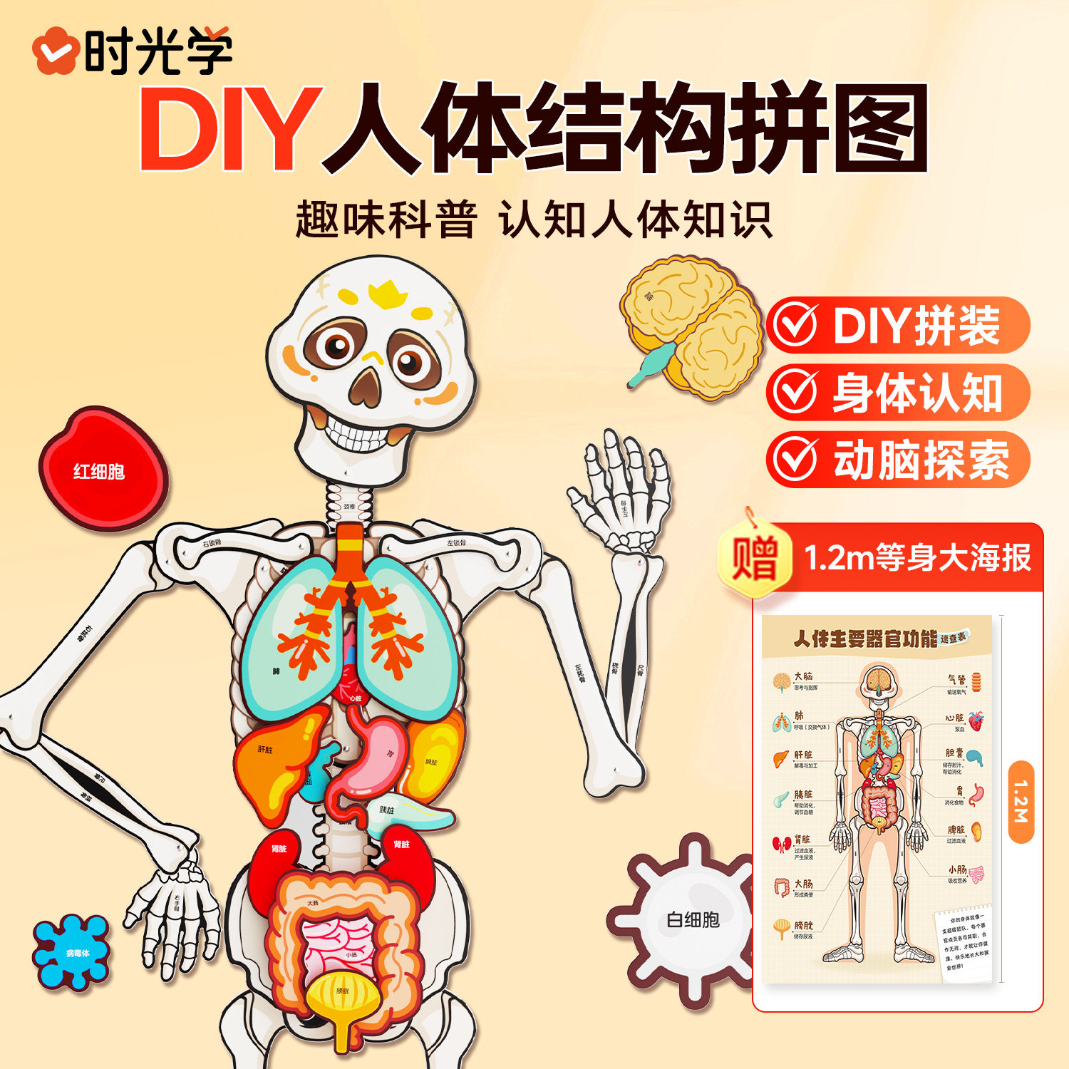 【时光学】人体结构拼图DIY我的古骨怪朋友儿童人体身体器官骨骼结构模型拼图认知玩具