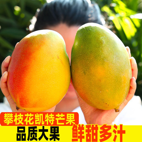正宗四川攀枝花凯特芒果新鲜当季应季水果整箱澳吉禄大青皮芒包邮