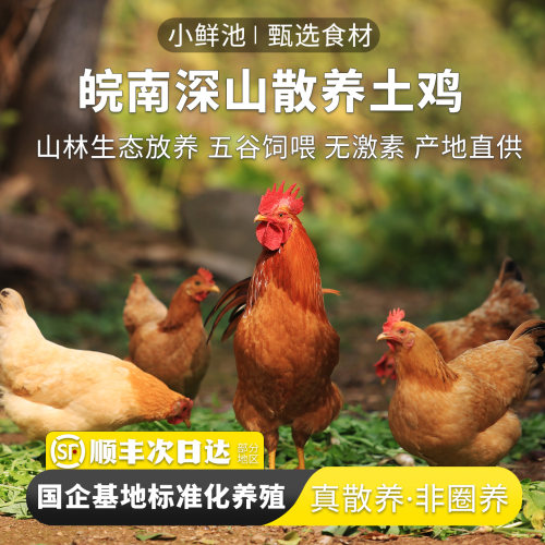 【2只老母鸡】土鸡正宗农家散养老母鸡走地鸡皖南深山整鸡真空装