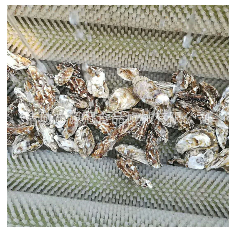牡蛎毛辊清洗机不锈钢土豆洋葱脱皮清洗机根茎类蔬菜清洗去皮机