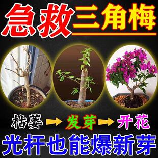 三角梅专用肥紫亚兰开花肥料紫三角家用花肥三角花叶子梅缓释肥料