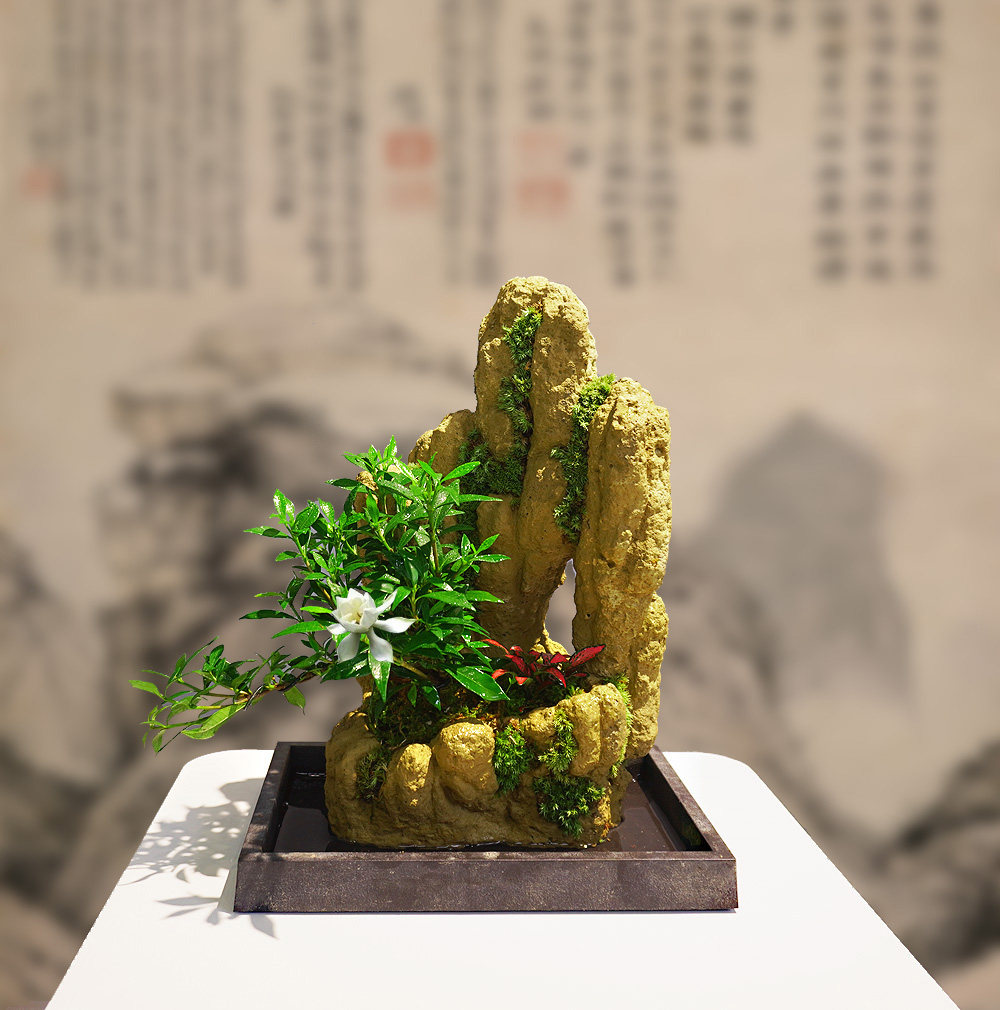 吸水石创意造型盆景室内外好养桌面小绿植盆栽文竹蕨类竹子植物