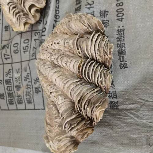 26厘米超大诺瓦砗磲收藏级活体
