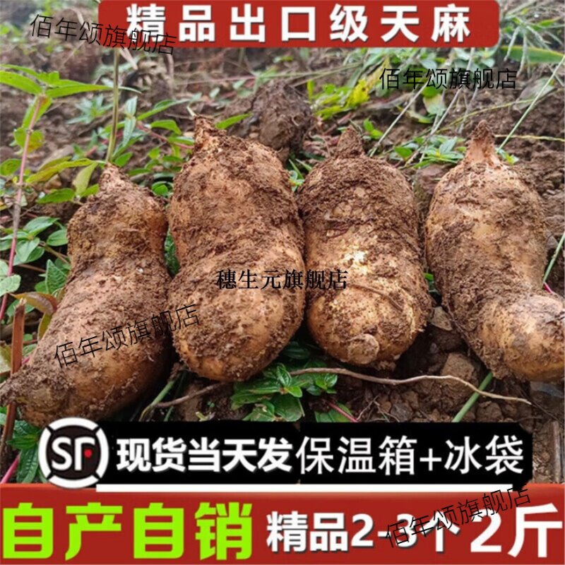 贵州小草坝乌天麻5斤新鲜泡酒