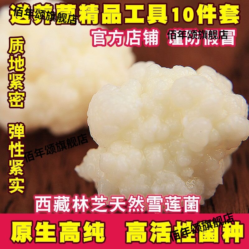 西藏雪莲天山雪莲菌种酸奶开菲尔