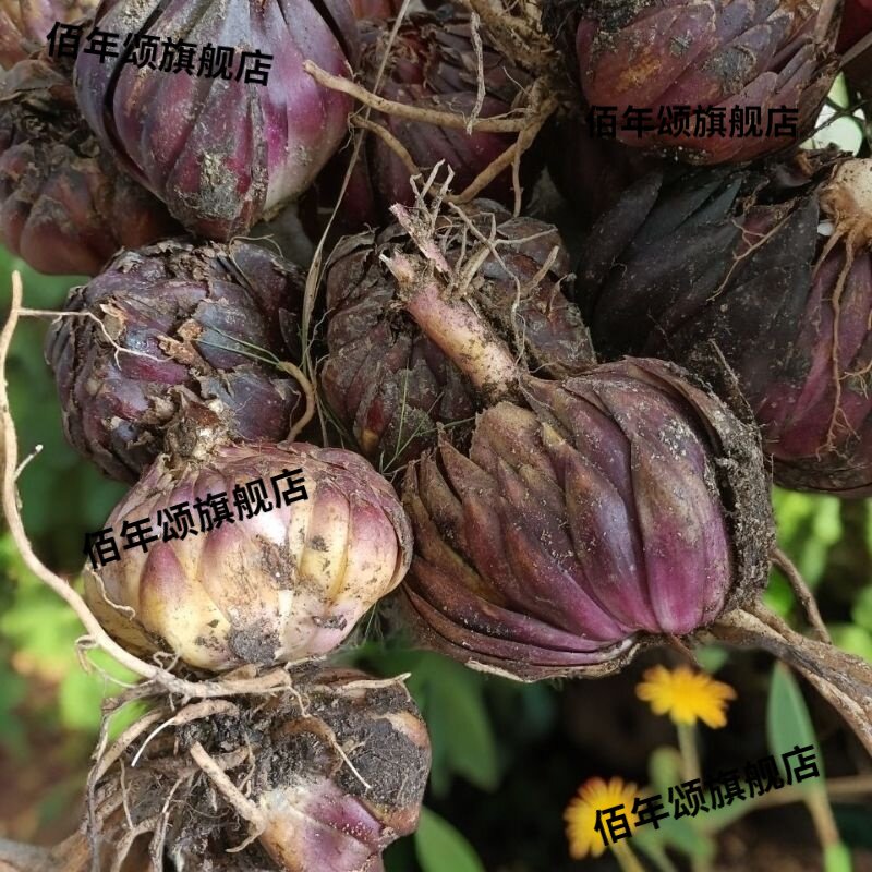 贵州深山野生百合花现挖现发