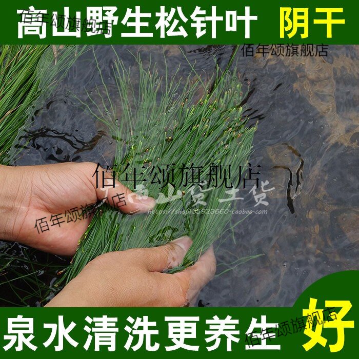 野生松针茶泡水手工切段新