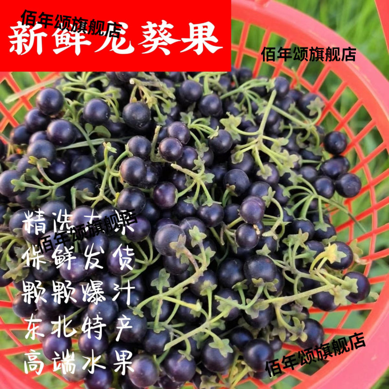 新鲜龙葵果黑天天野葡萄中药材