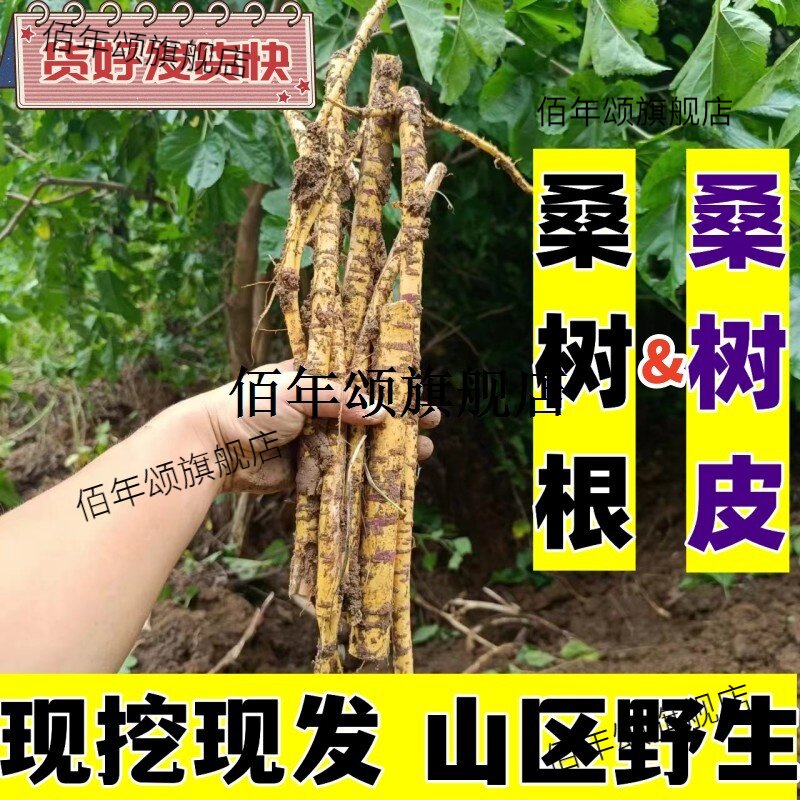 野生新鲜桑树根皮白枝材干