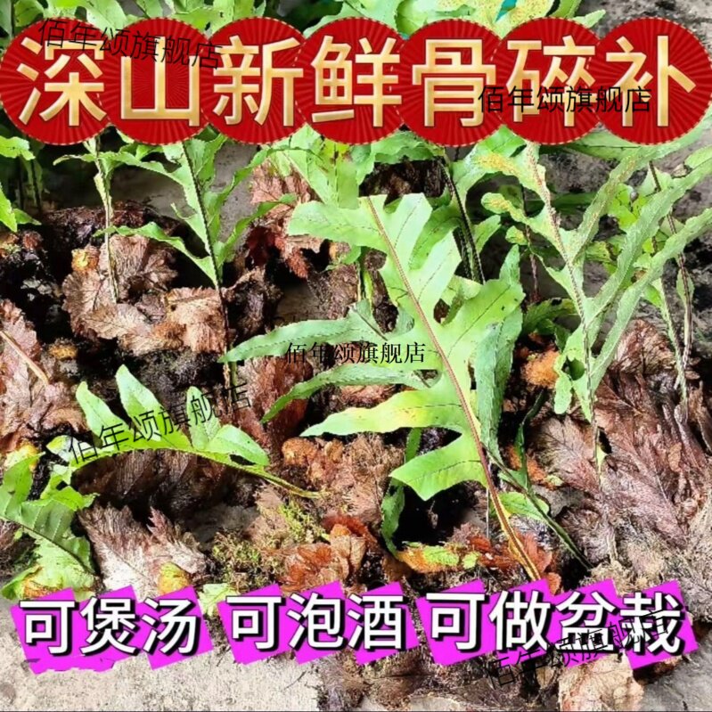 贵州新鲜骨碎补爬岩姜现摘