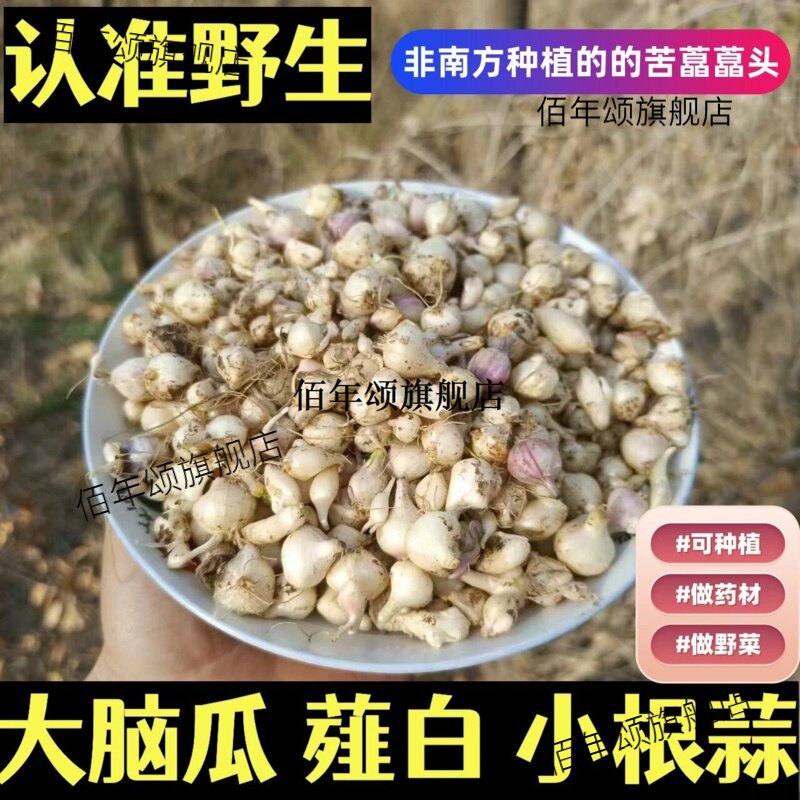 野生新鲜薤白小蒜根东北大