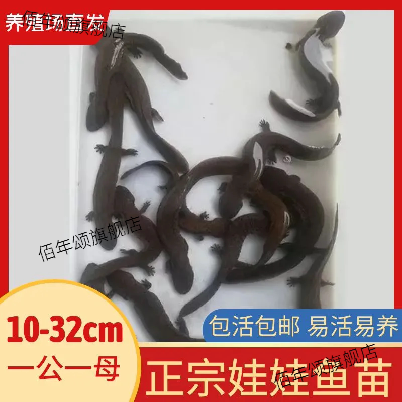 鲜活大鲵娃娃鱼苗观赏宠物风水