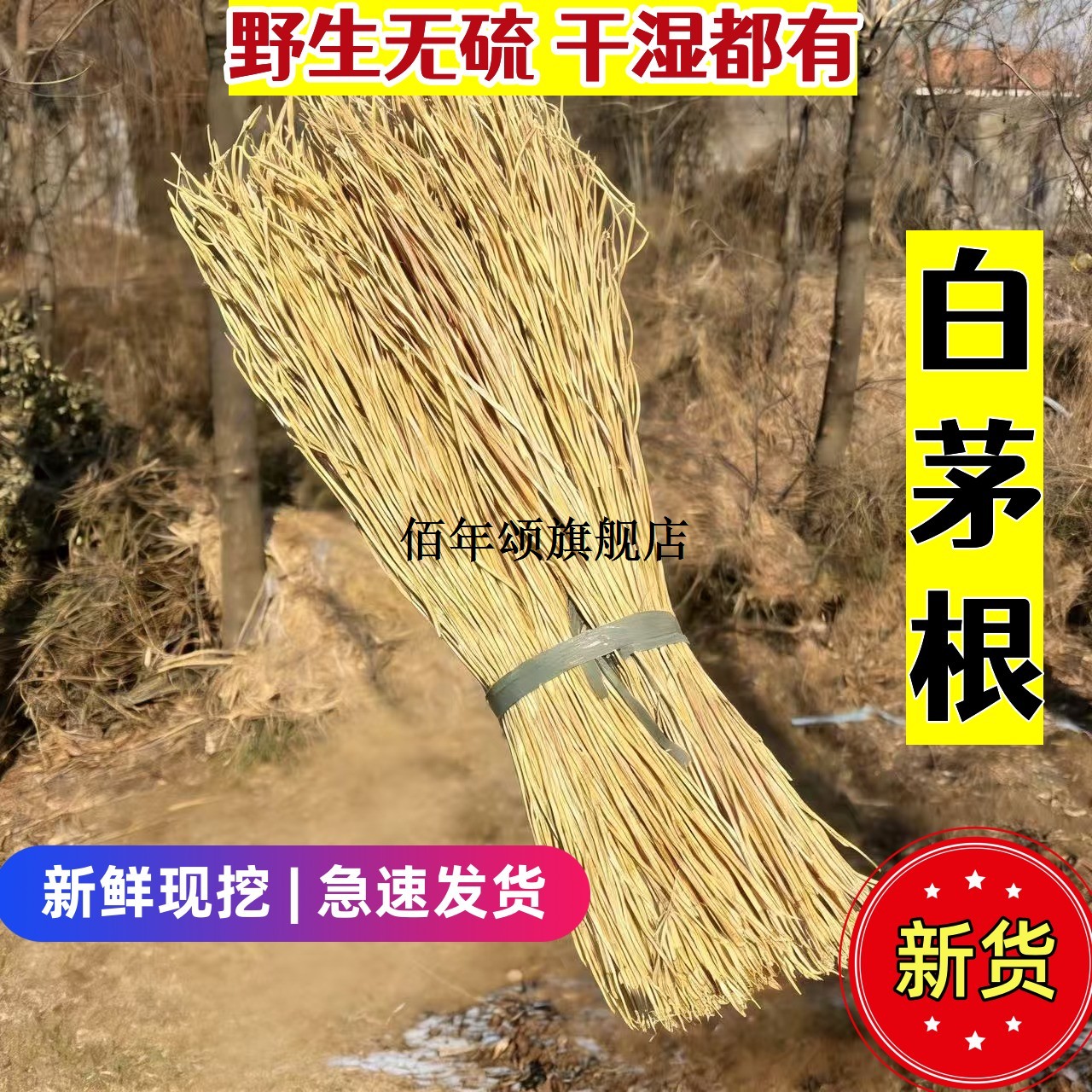 山东野生新鲜白毛根茅草丝