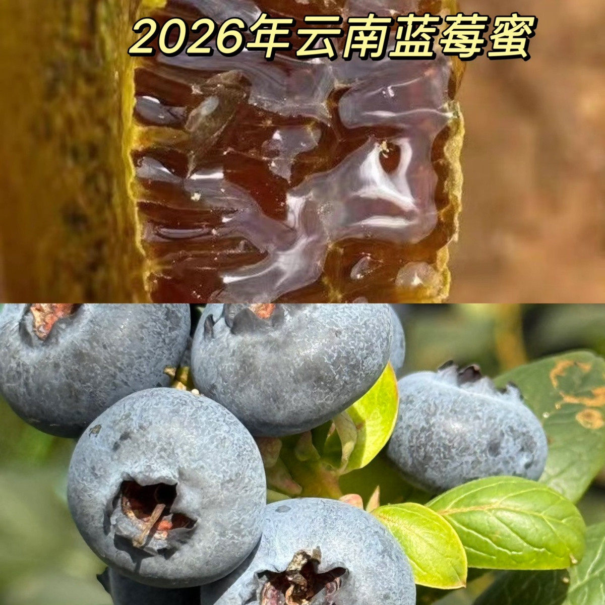 云南野生蓝莓土蜂蜜一年一割