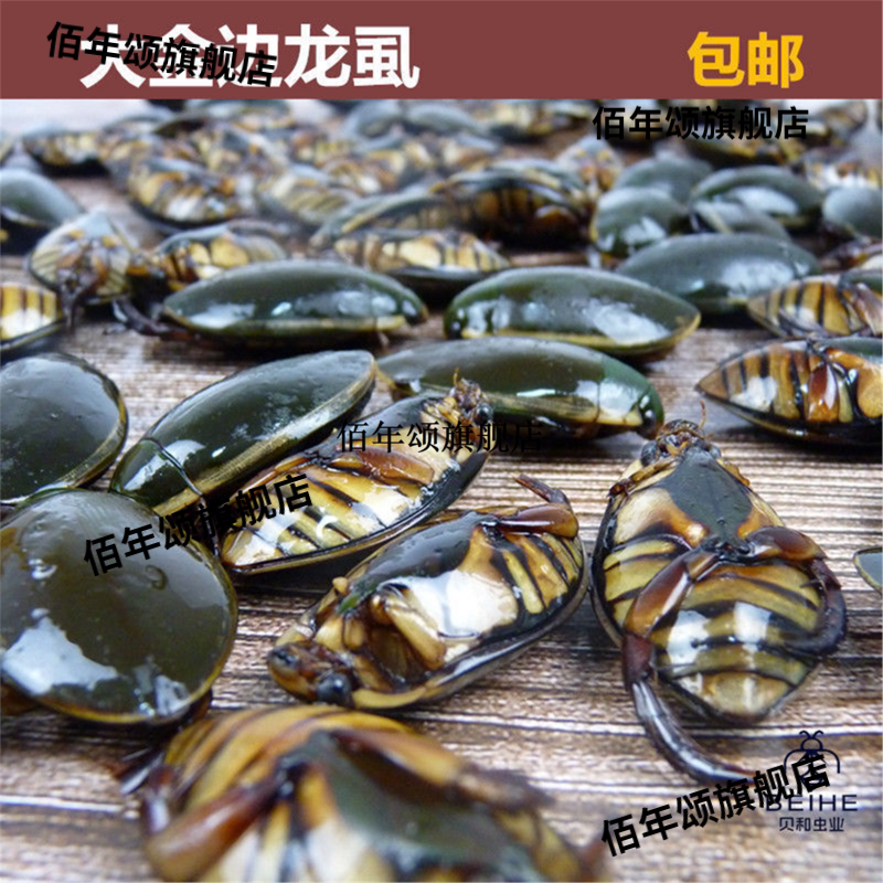 金边龙虱野生干货中药材