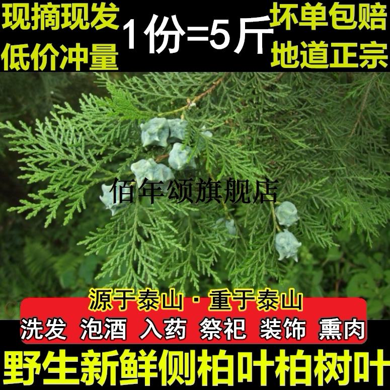 山东野生新鲜侧柏叶树子枝