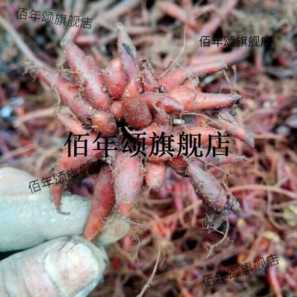 贵州草药小红禾麻根材野生