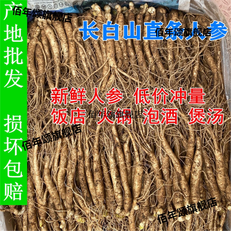 长白山新鲜整支小人参火锅泡酒