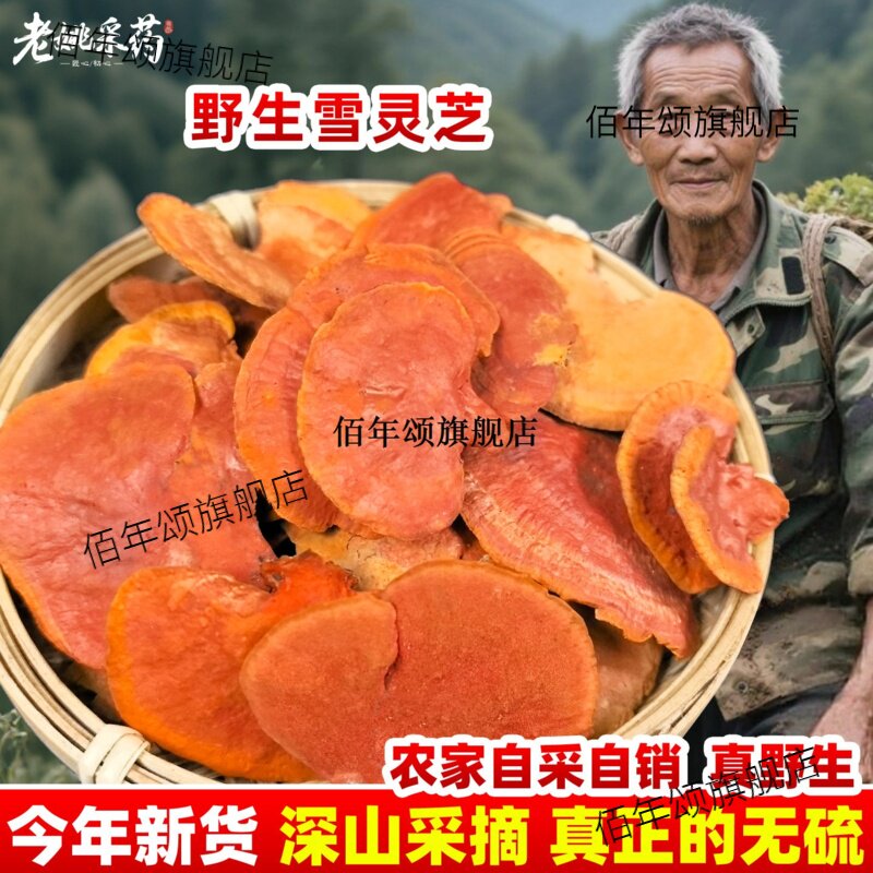 野生血灵芝牛樟龙红栓菌