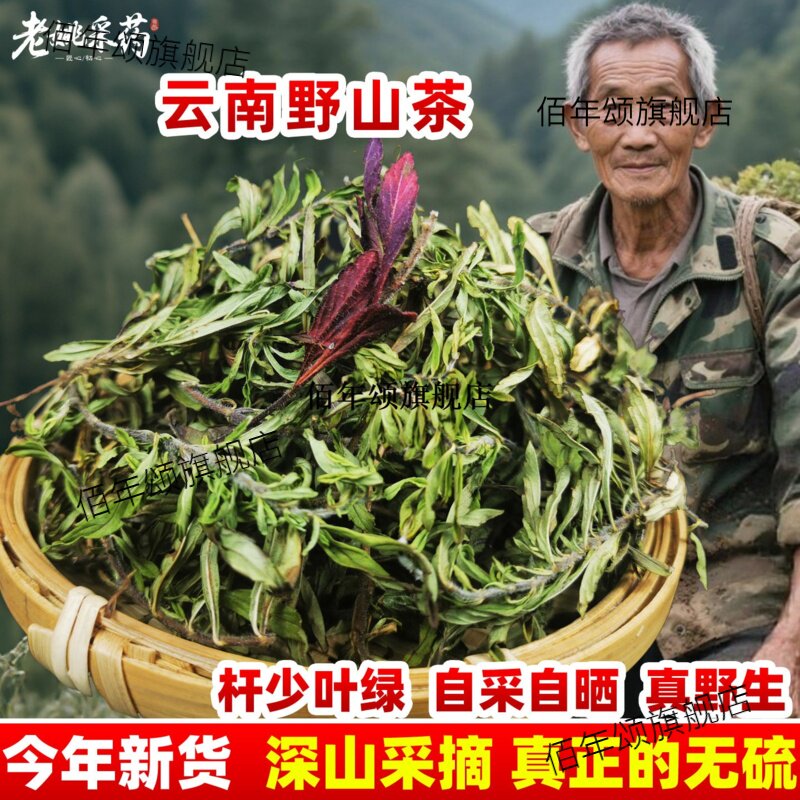 正宗云南野山茶小红河建水