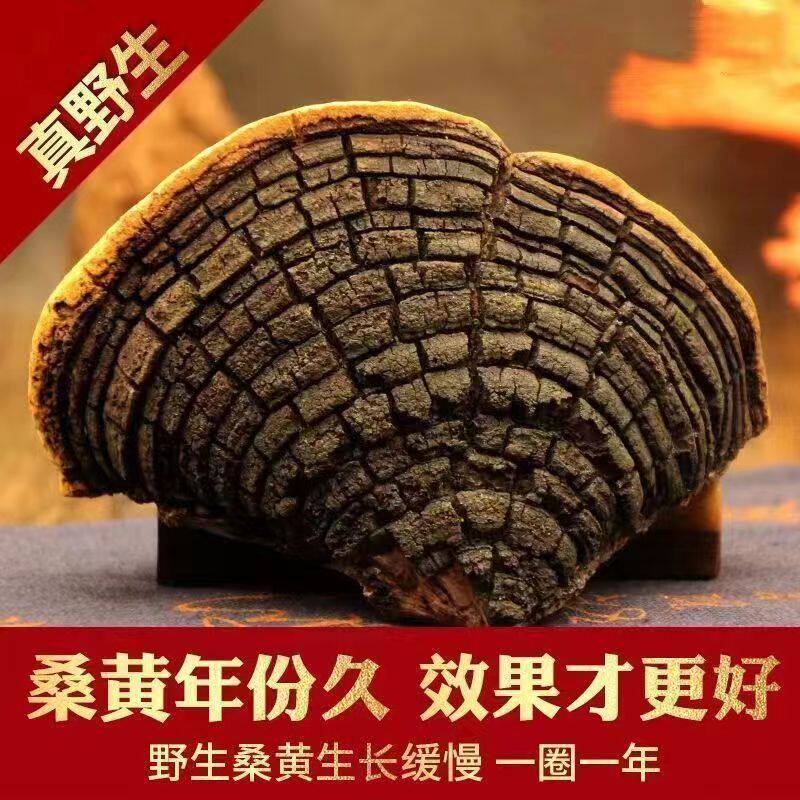 西藏波密野生特级桑黄