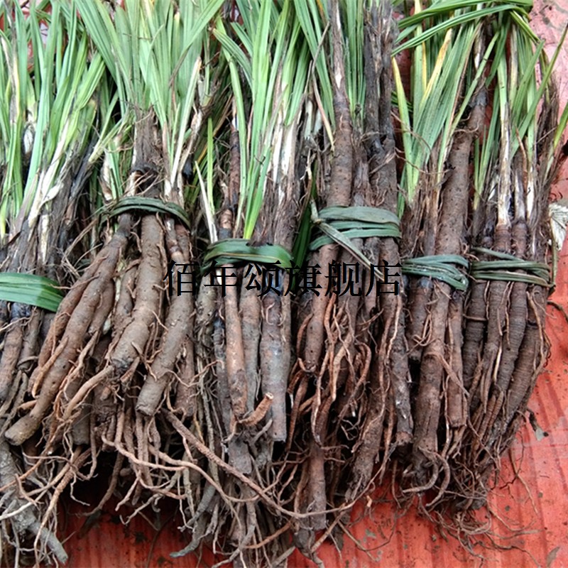 新鲜仙茅材500克根苗草贵