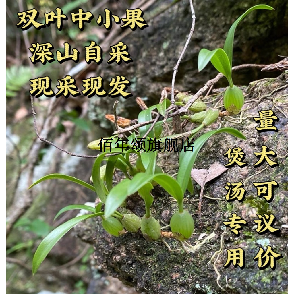 现采石橄榄新鲜双叶中小果