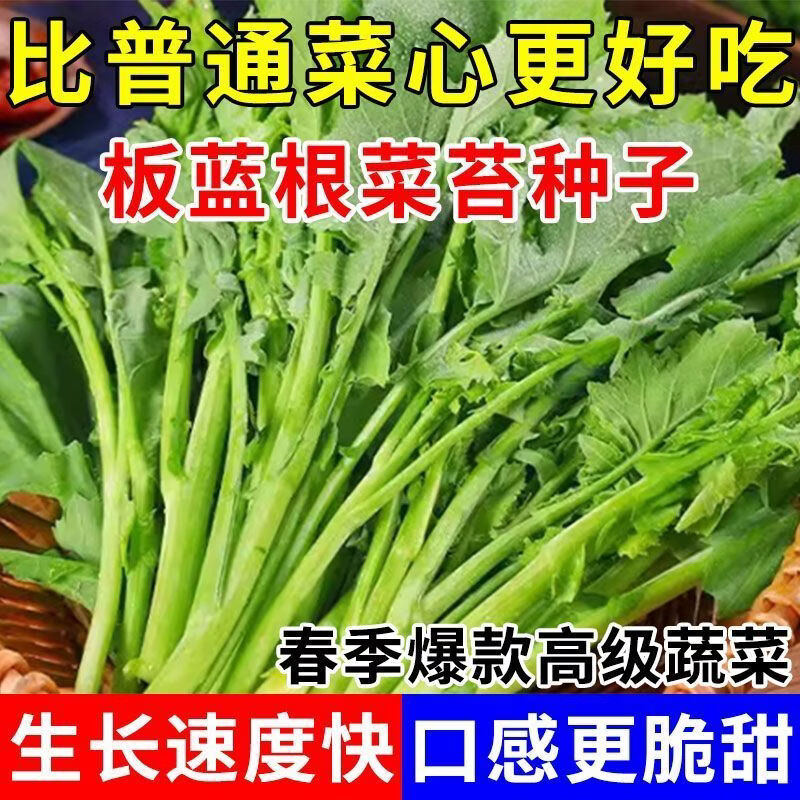 板蓝根菜苔种子四季早熟青菜苔种子农家盆栽板蓝根小青菜蔬菜种孑