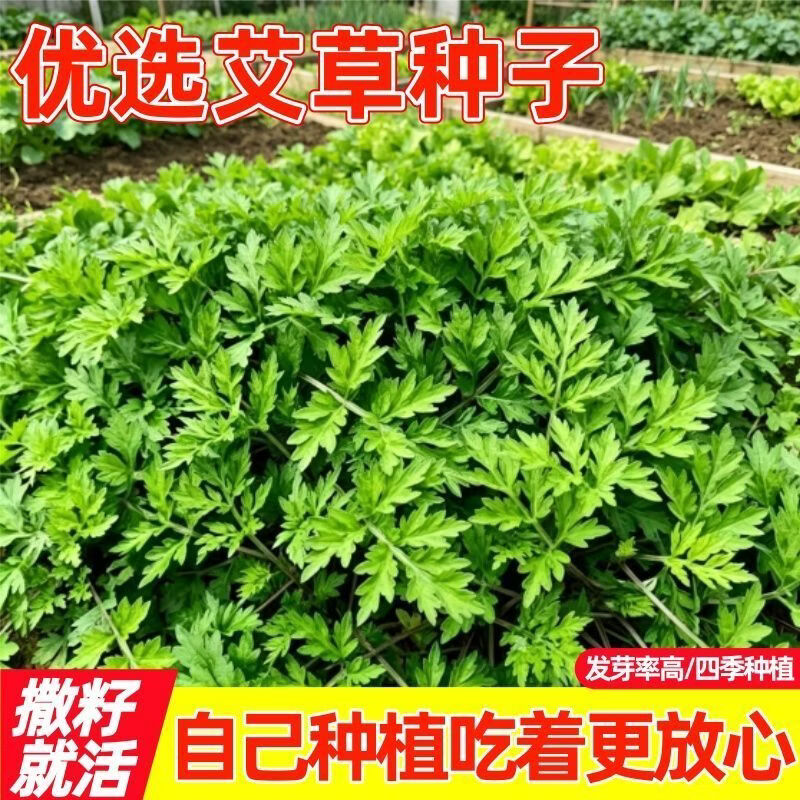 食用艾草种子泡澡艾叶香草食用青团香四季播驱蚊阳台盆栽种子大全