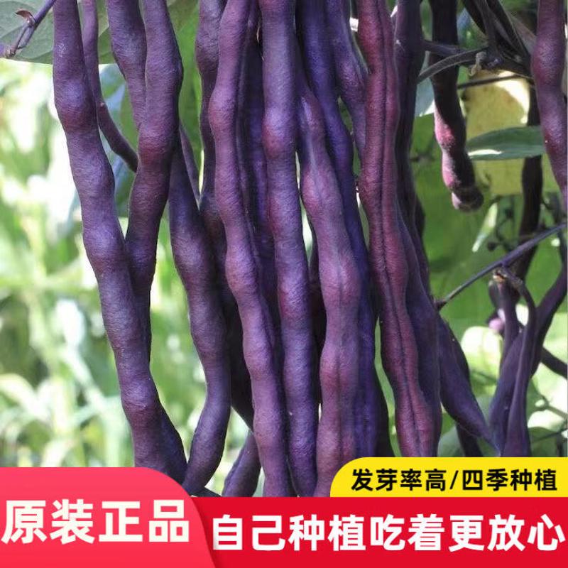 摘不败秋紫豆种子大紫袍架豆角种籽大田春秋两季播紫豆角种子孑