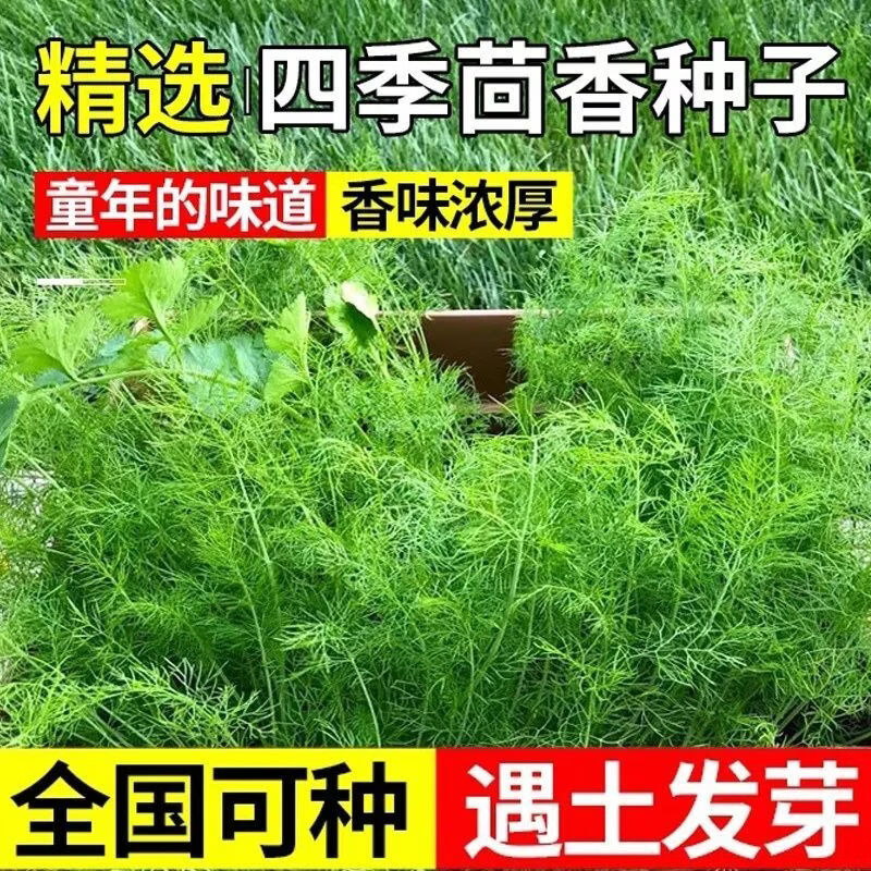 正宗割茬茴香种子小茴香菜阳台种植四季菜种盆栽种子蔬菜种子大全