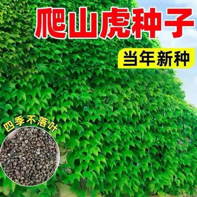 新品爬山虎种子四季常青三叶地锦四季种阳台庭院爬藤观叶植物种子