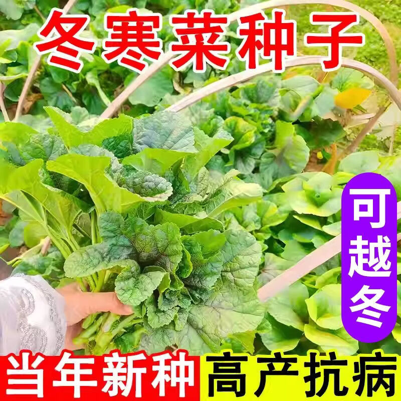【今年新种】糯米冬寒菜种子苋菜冬葵菜滑肠菜高钙蔬菜种籽四季种