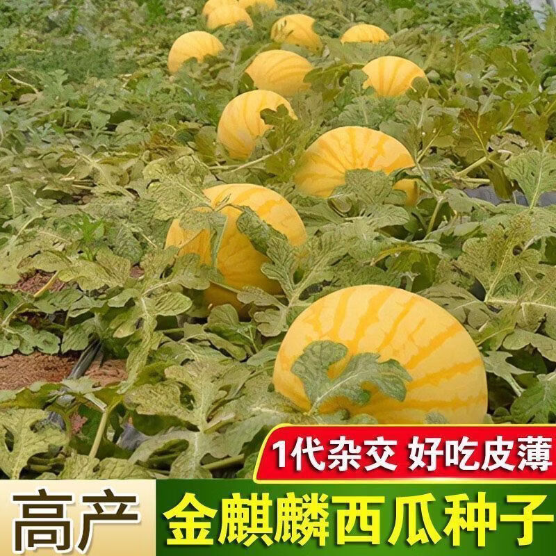 黄皮红心金麒麟西瓜种子早熟高产黄皮红瓤超甜薄皮礼品水果西瓜籽