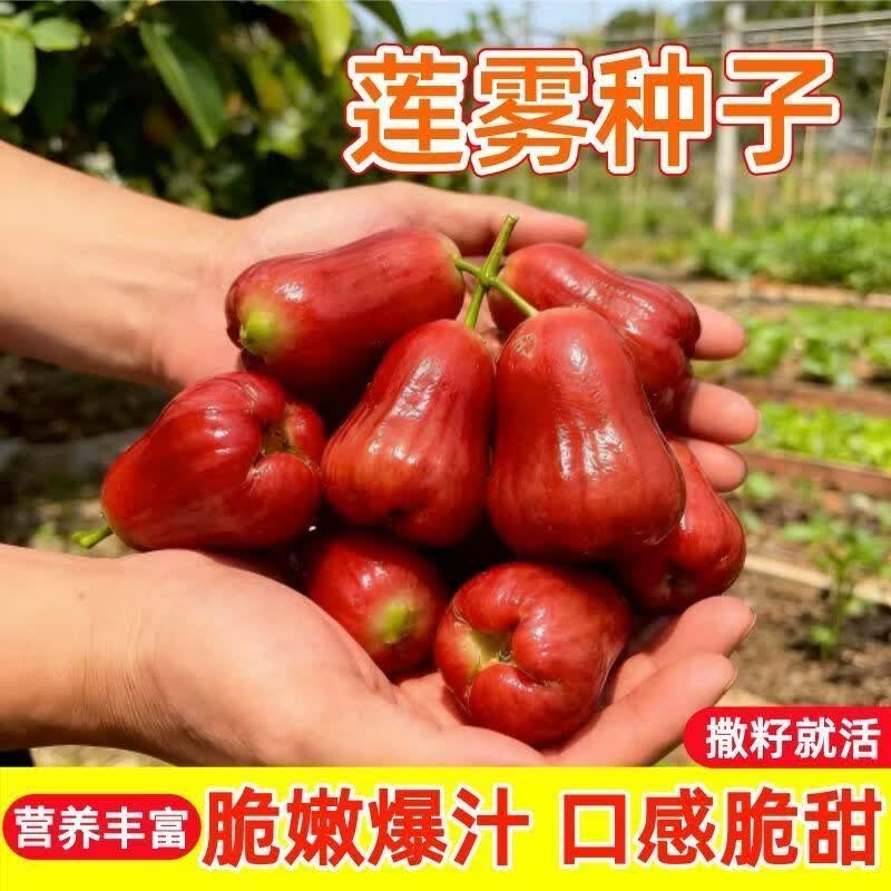 莲雾种子四季播种阳台超甜盆栽小院种植简单高产水果种子大叶红