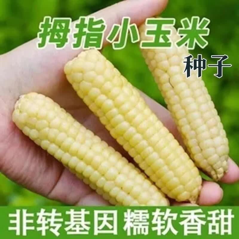 西双版纳香糯拇指小玉米种云南拇指玉米种籽子孑牛奶手指种子大全